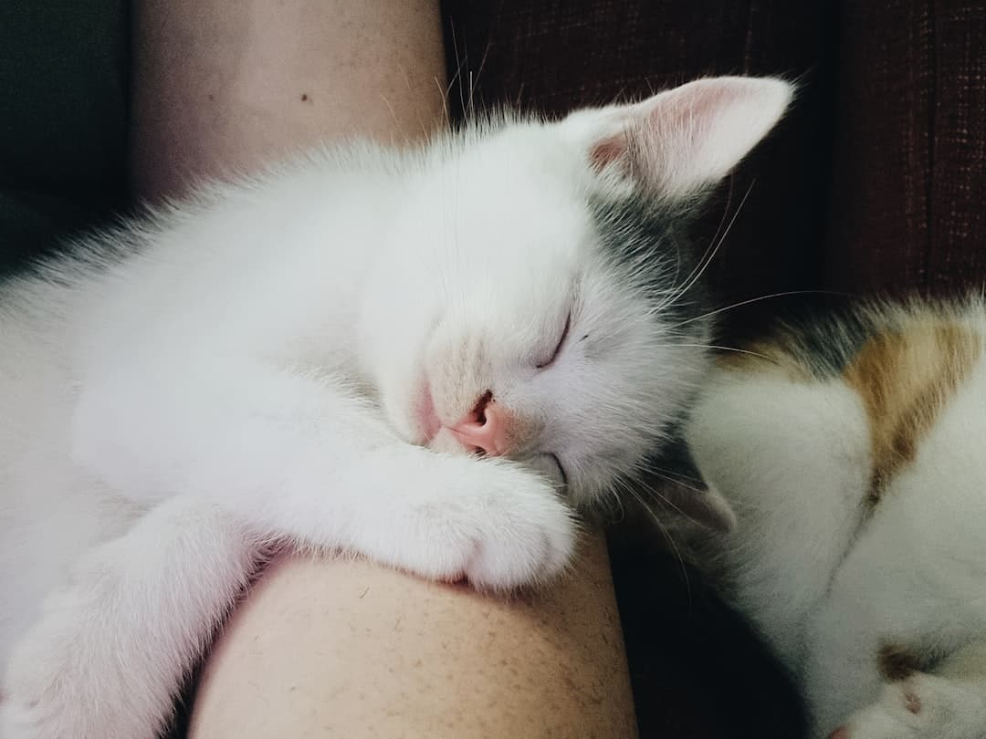 a white and brown cat sleeping on a person\'s arm